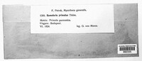 Ramularia primulae image
